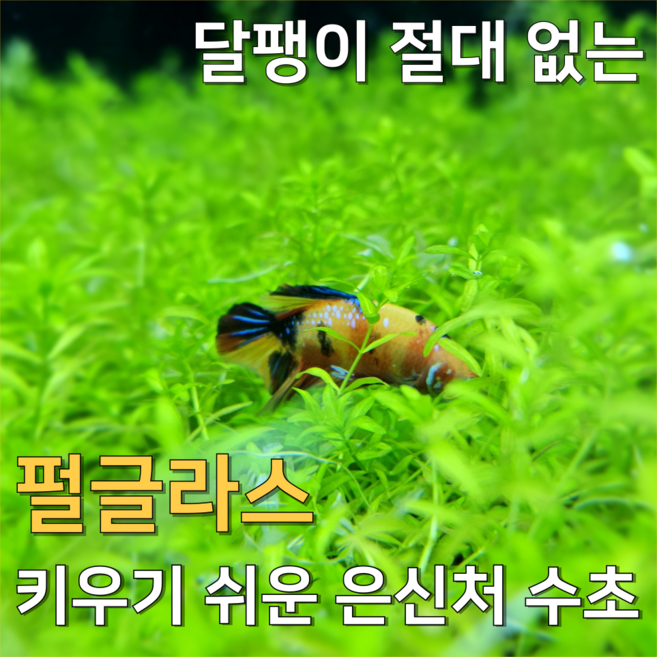 [수초농부] 펄글라스 키우기 쉬운 치어 은신처 폭번수초 흑사 무이탄 중후경수초, 10개