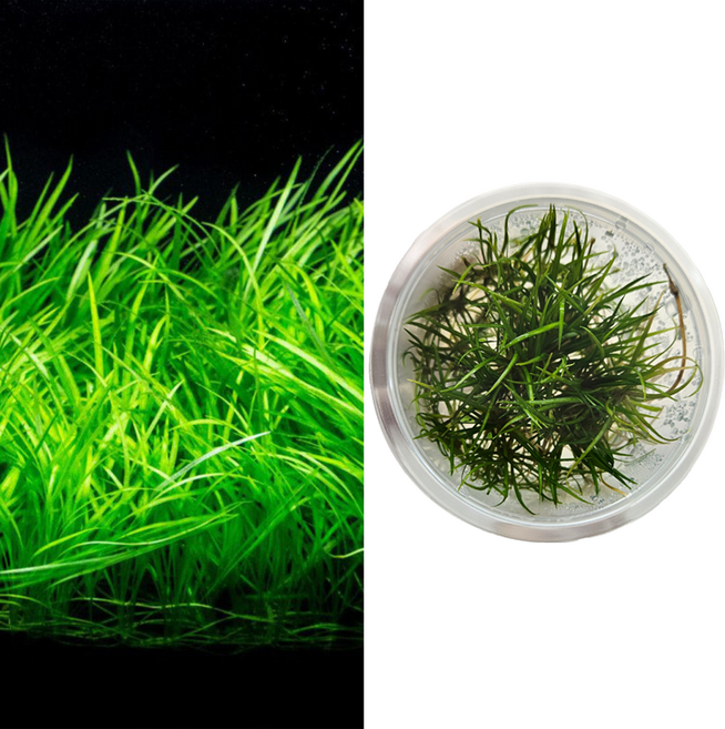 에키노도루스 테네루스 (헬란티움 테네루스) [조직배양수초], 조직배양용기 - 컵 포장, 1개