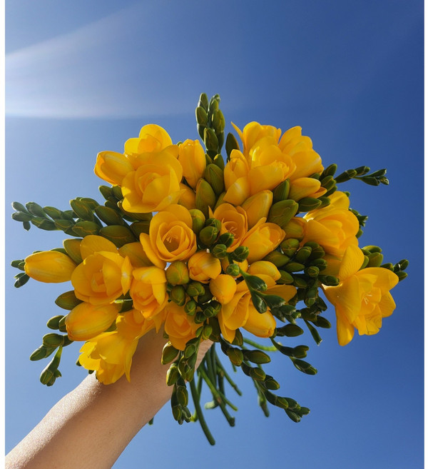 (꽃그린몰) 행사 후리지아 20줄기 프리지아 한셋트 꽃정기구독 꽃배달 생화택배 농장직송 양재꽃시장, 후리지아 10대 1묶음, 1개