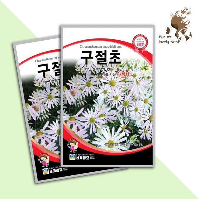 구절초 1000립 세계종묘 화훼류 씨앗 야생화