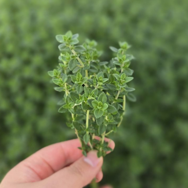 다정한농장 직송 레몬타임 허브 케이크 데코 음료 타임 생잎, 1개, 50g