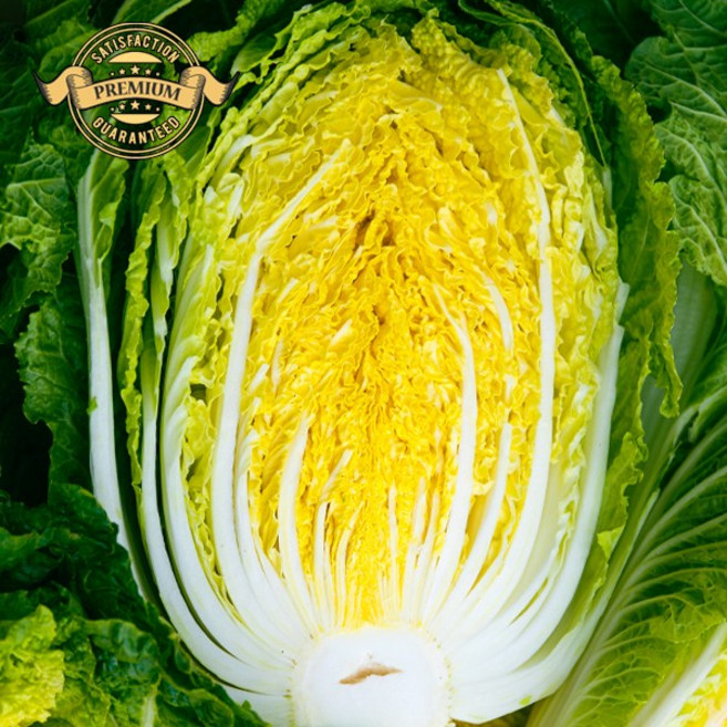 [프리미엄 강원도 고랭지 절임배추] 강원도 고랭지 절임 배추 농가 직접 수확 무르지 않는 절임 배추, 11월 17일 (월요일) 도착, 1박스, 20kg