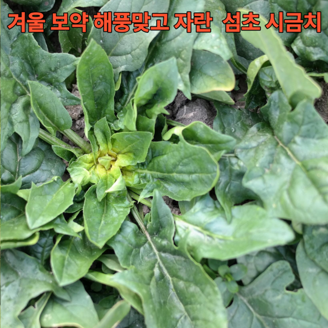 [산지직송] 국내산 남해 시금치 섬초, 1kg, 1박스
