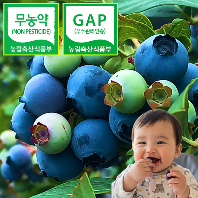 [무농약] GAP인증 국산 생 블루베리, 1박스, 중과 1kg