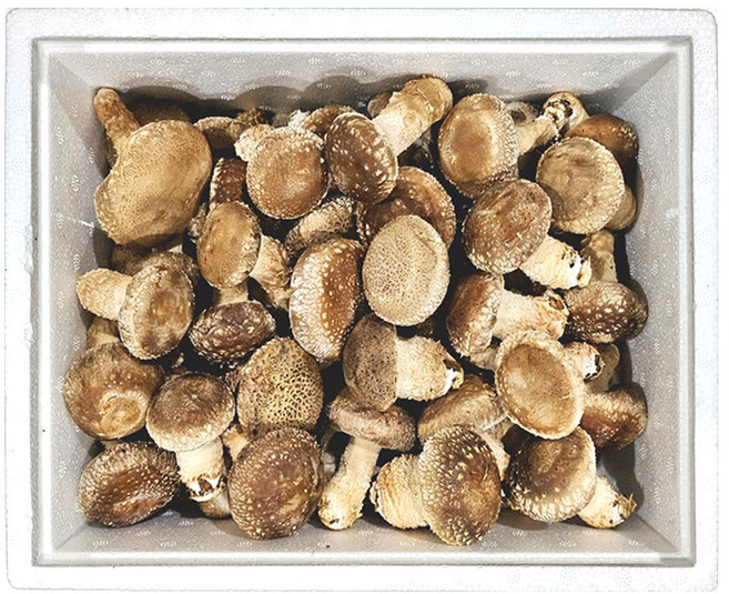 햇담송화 무농약 송화 가정용 정품중급 [1kg+건조송화] 송이향 송고 송화고버섯, 1박스, 1kg 송화 가정용 + 건조송화