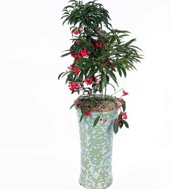 플라워365 개업 화분배달 당일배송 축하 화분 서비스 실내 관엽식물 백냥금 중형 s1227, 1개