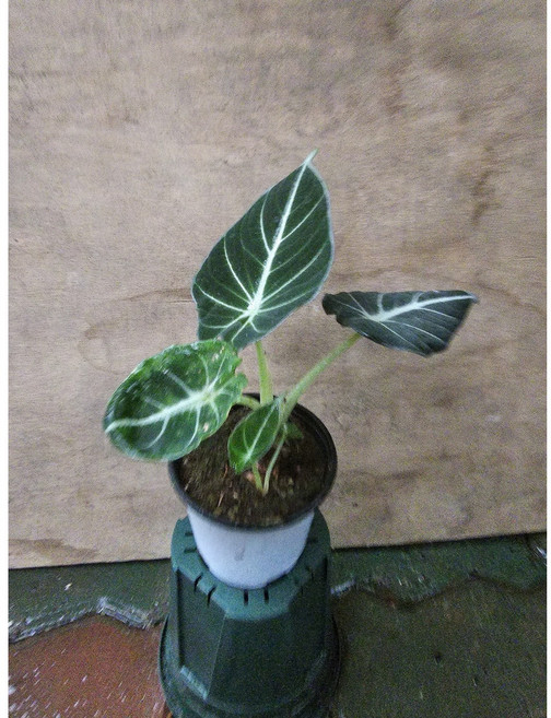 그린식물팜 블랙밸벳 알로카시아 소품 반려식물 공기정화, 1개