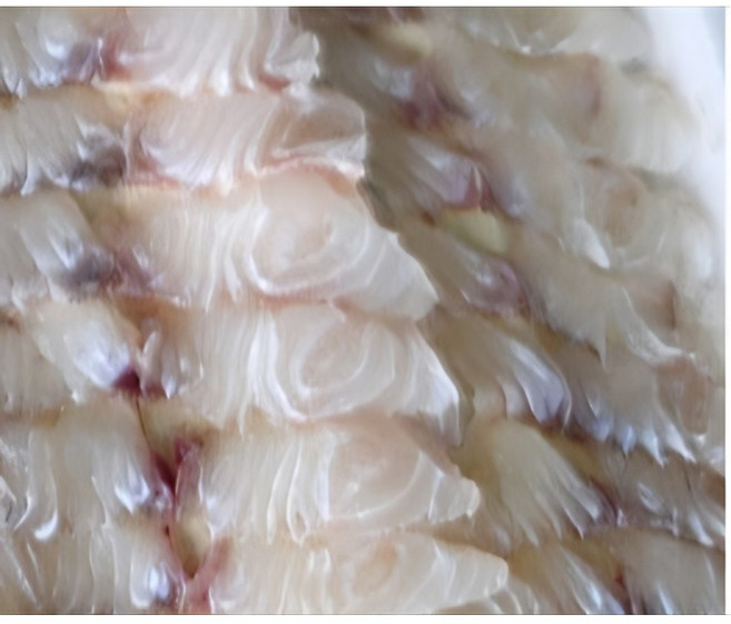 자연산 제철 삼치 고흥 나로도 대삼치 삼치회 600g 1~3인분3kg~5kg, 1개, 농어회400g