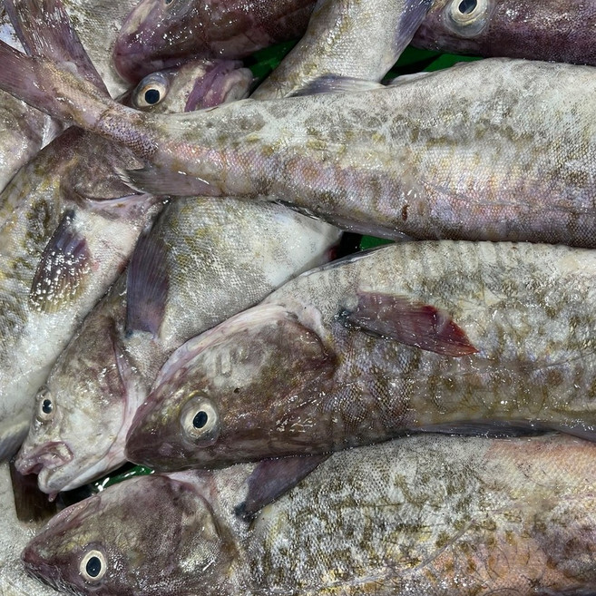 손질 생대구 매운탕 (손질 대구 500g 내외 + 매운탕소스 2팩), 1개