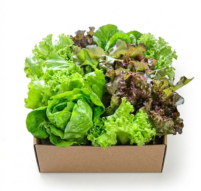 자연한입 무농약 유러피안 쌈채소 샐러드, 1kg, 1개