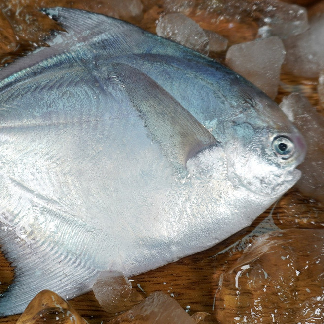 대천해 국내산 구이 조림용 병어, 2개, 350g