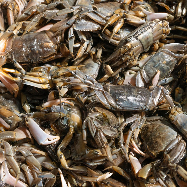 2025 순천만 자연산 칠게 특품 1kg 꽃게 당일수확, 1개