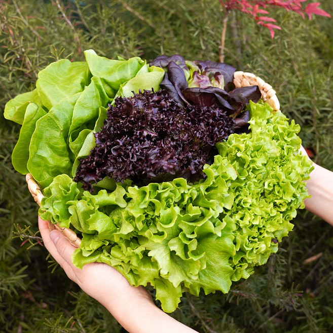 전라도청년 GAP 프리미엄 유러피안 쌈채소 샐러드 꾸러미, 1박스, 600g