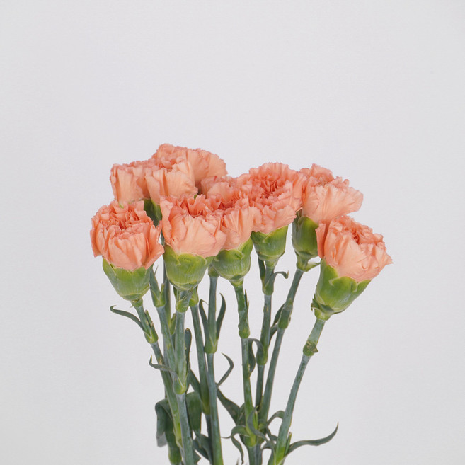 [플라워팜팜] 어버이날 대륜 카네이션 10송이 3 colors 생화 꽃배달, 오렌지, 1개