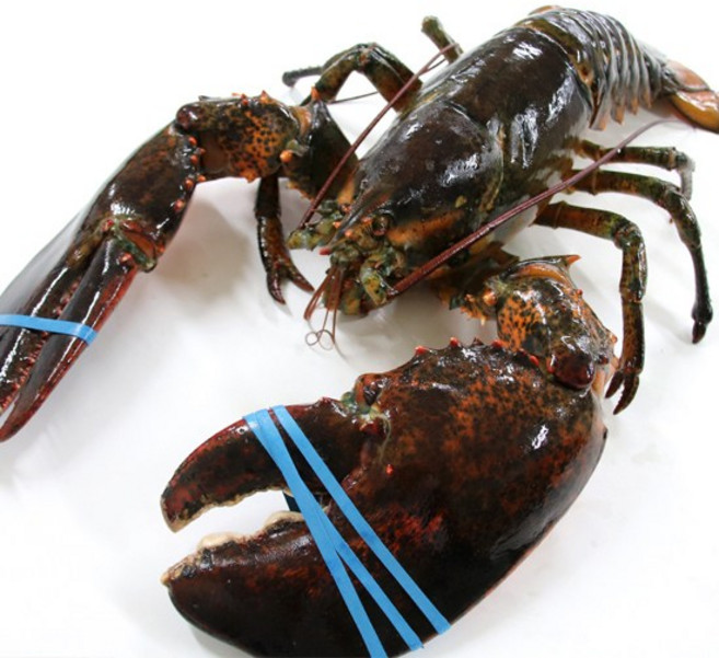 [씨토랑] 항공직송 도착해도 살아있는 점보활랍스터 1미 2kg, 1개