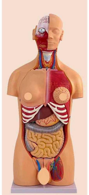 인체 구조 해부학 모형 실습 교육용 병원 실험 대학 85CM (23개 분리 가능), 1개, 85CM 몸통 23개 장기
