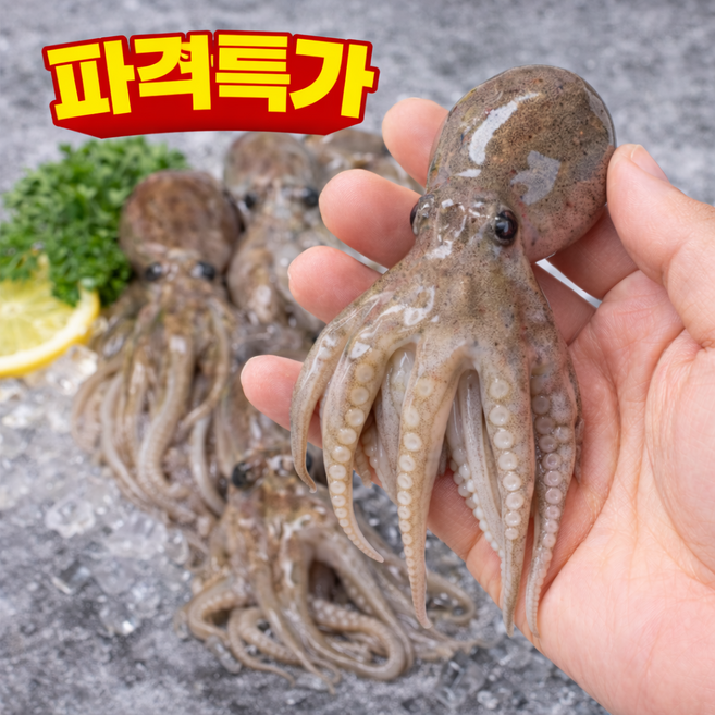 [당일조업배송] 국내산 재구매율1위 최상급 활쭈꾸미, 1세트, 1kg