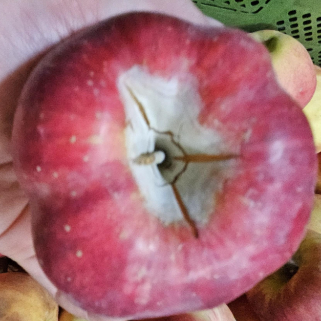 [슈퍼세일가]최초할인 당도백점 아삭와삭 사과달인 못난이사과, 1박스, 3kg