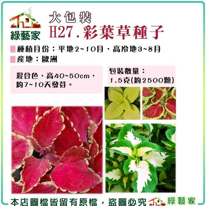 綠藝家 H27.彩葉草種子 (混合色 高40-50cm) 1.5克(約2500顆), 1個