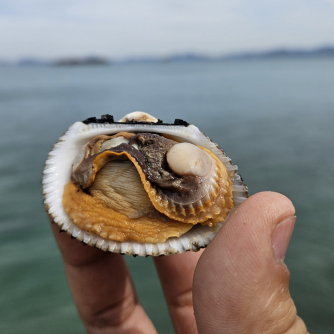 [산지직송]대왕새꼬막 헬창새꼬막 국내산 쫄깃새꼬막, 1박스, 대왕헬창새꼬막 2kg (35~50미)