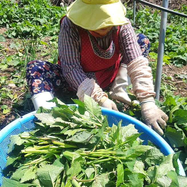 산지직송 생 취나물 국산 참 취나물, 4kg, 1개