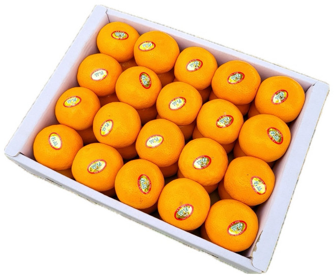 제주진지향 제주도진지향 진지향 제주감귤 제주귤 하우스감귤 1.5KG 3KG, 1박스, 진지향