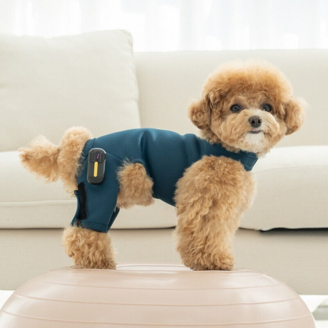 리빌독 강아지 슬개골 탈구 마사지 운동 보호대 EMS