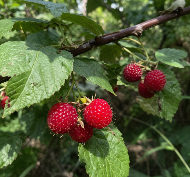2026년 제철 생 산딸기 250g 국내산 산지직송 신선과일 오전6시 이전 결제 당일발송 (주말 공휴일 제외), 1개