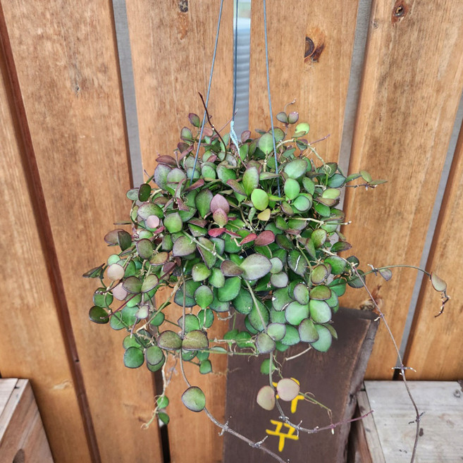 가꾸다 호야 카멜레 Hoya Camelae 붉은 자주꽃색 에어플랜트 작고 동그란 잎이 귀여운, 1개