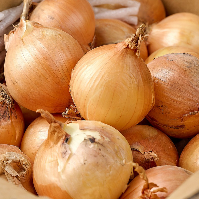 햇양파 경남 산지직송, 1박스, 2kg / 소