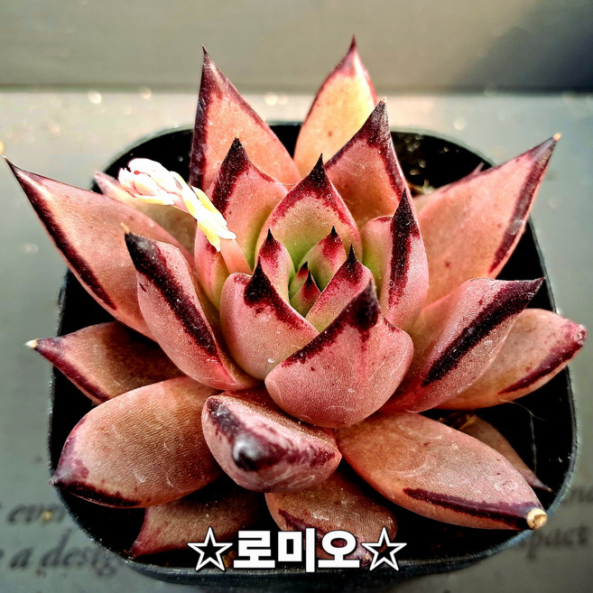 [고급다육이], 로미오 다육이(미니)