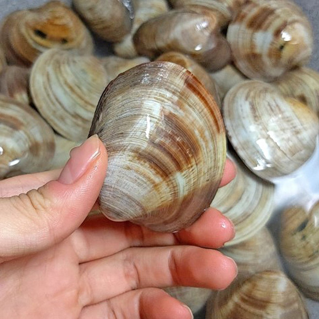 연안부두 발송 해감완료 자연산 활 백생합 조개 백합조개, 1세트, 800g