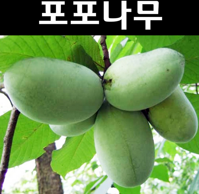 포포나무 묘목 실생2년 포트1개/유실수 과실수