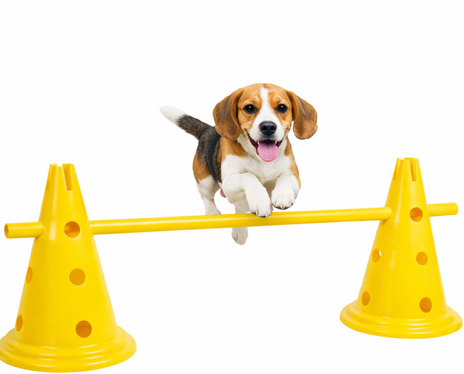로로포우 강아지 어질리티 원형 허들콘, 1세트, 노랑 허들콘