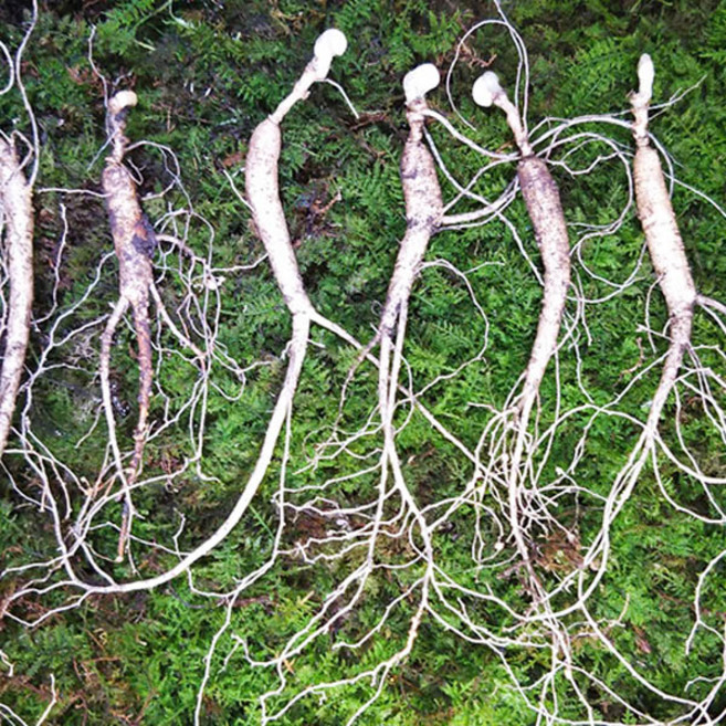 10년근 20뿌리 산양삼 건강관리 영양제