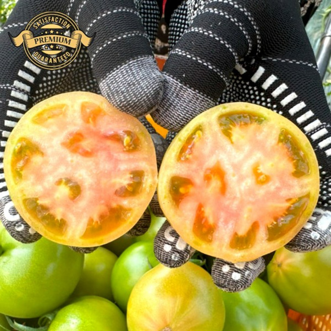 [프리미엄 실패없는 백화점 납품 정품 대저 토마토] 첫 수확 국내산 대저동 대저토마토짭짤이 짭짤이 토마토 수확, 1박스, 로얄 정품 대저 짭짤이 토마토 500g (S-2S)