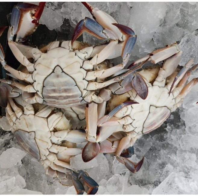 냉동 국내산 알배기 봄암꽃게 2kg, 1박스, 9~10마리 2kg