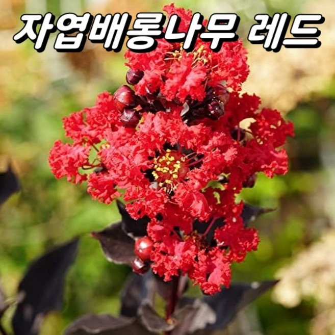자엽배롱나무 블랙다이아몬드 레드 포트묘 H40~50cm 백일홍나무 목백일홍 신품종, 1개