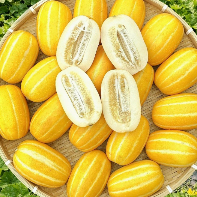 한입과득 성주참외 고당도 가정용 당일수확, 1박스, 랜덤과 3kg