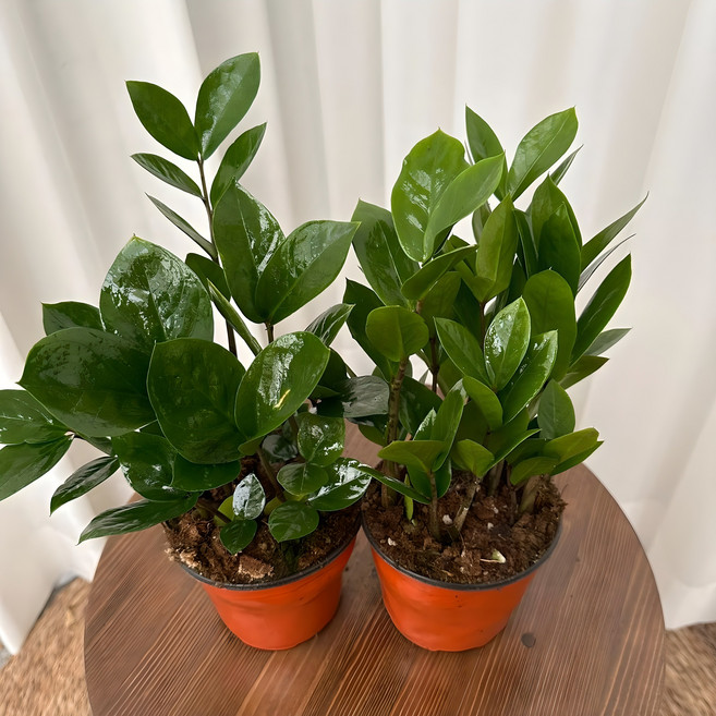 금전수 1+1 돈나무 개업화분 온정원 공기정화식물, 2개