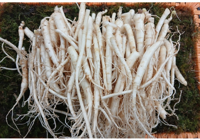 금산인삼 인삼뿌리 삼계탕용 갈비탕용 세척 미삼 뿌리삼 파삼 60-100뿌리, 1개, 500g