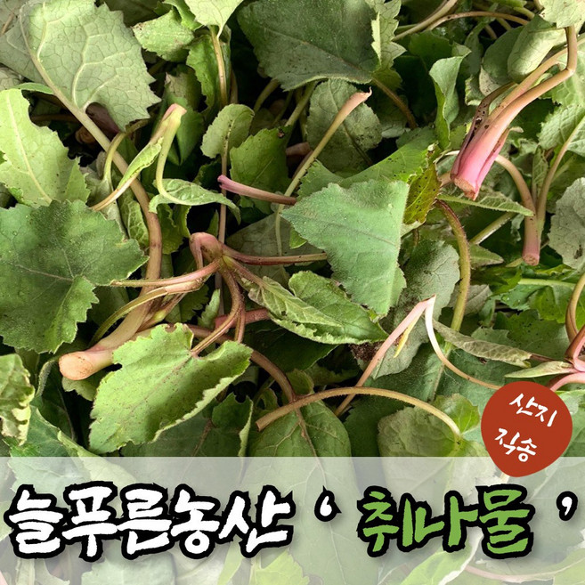 늘푸른농산 산지직송 하동 노지 취나물, 300g, 1박스