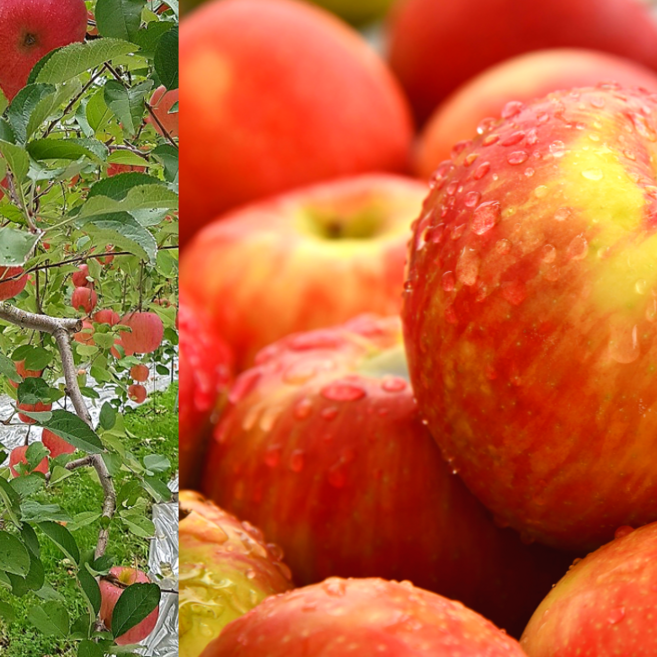 맛있는사과 예산 25년햇사과 부사 선물세트 꿀사과 시나노골드, 햇사과 홍로 꿀사과 소과(22-27), 1박스, 5kg