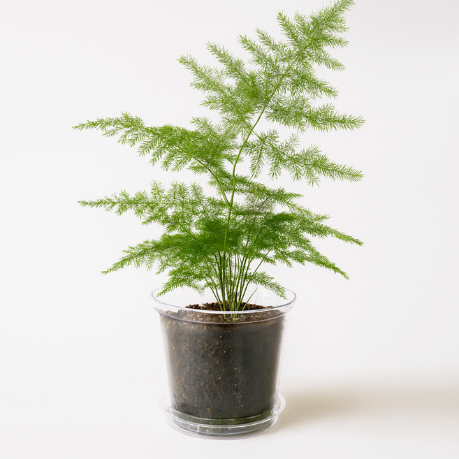 일일미학 투명 에어 화분 고강도 크리스탈 플라스틱 슬릿분 플분 12호, 1개