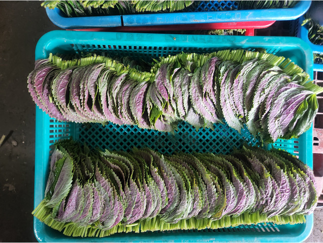 [나리팜] 산지직송 찹찹이깻잎 밀양깻잎 당일수확 당일발송, 1박스, 500g