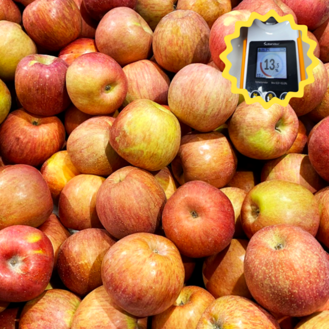 [산지직송특가] 갓성비 못난이사과 고당도 가정용 꿀사과, 1개, 2kg(소과)