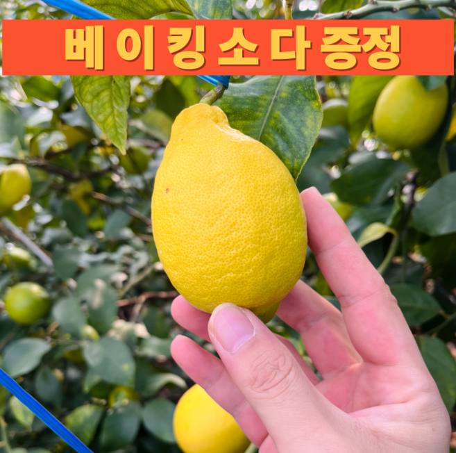 [실속 최저가] 제주 국내산 산지직송 무왁스 못난이 레몬 가정용, 1박스, 못난이 레몬 4.5kg