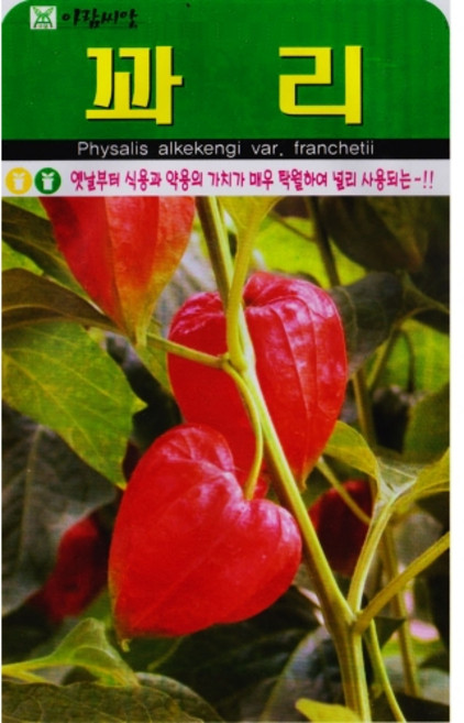 영농사 꽈리 씨앗 50립 꽈리씨, 1개