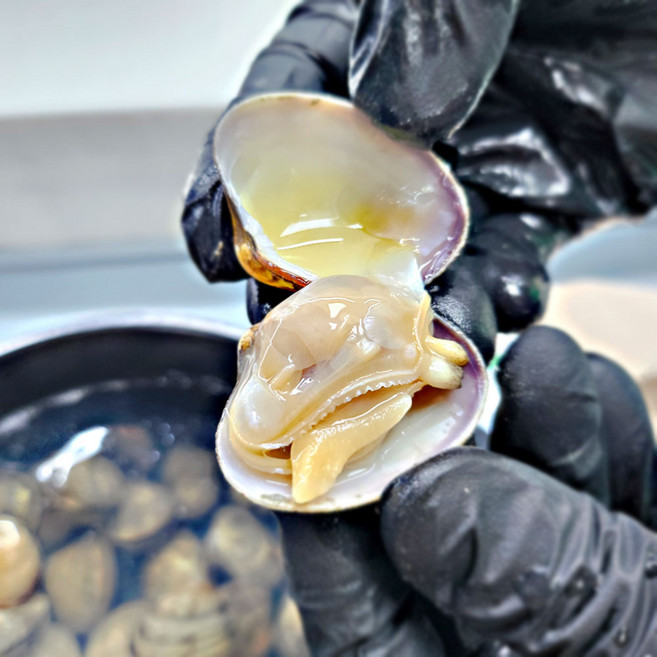 [밋앤밀] 당일채취 국산 고흥 참 바지락 (껍질바지락 생물) 5kg, 1개, 단품