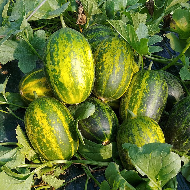 [재구매1위] 꿀브릭스 시원달콤 개구리참외 파파야메론, 1개, 1kg